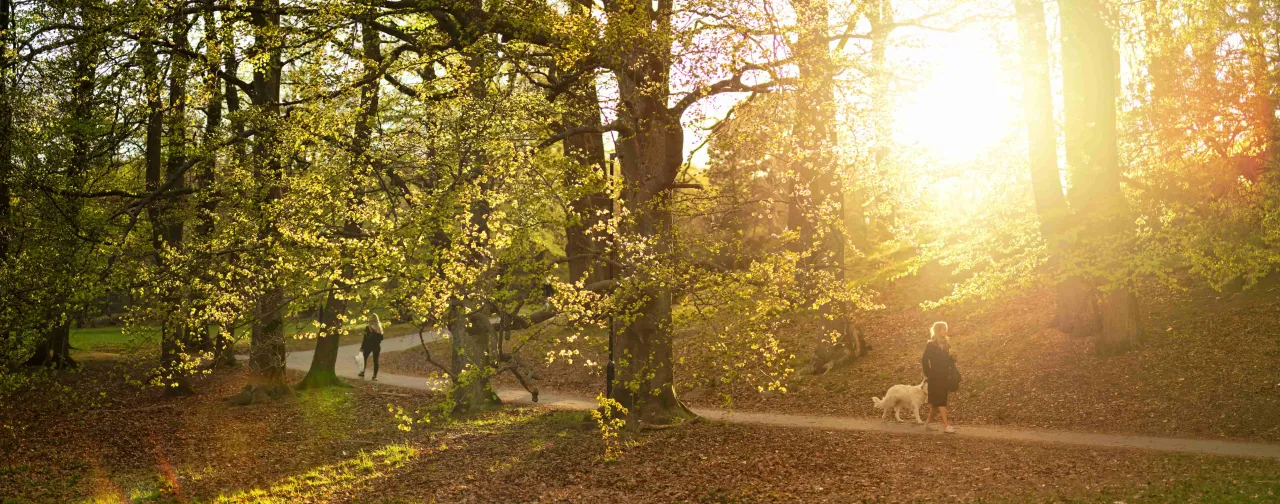 Slottsskogen i Göteborg – lummig stadspark perfekt för promenader, avkoppling och naturupplevelser.